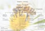 convert handwritten study notes into clean digital infographic flowcharts design